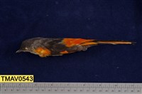 藏品(灰喉山椒鳥)的圖片